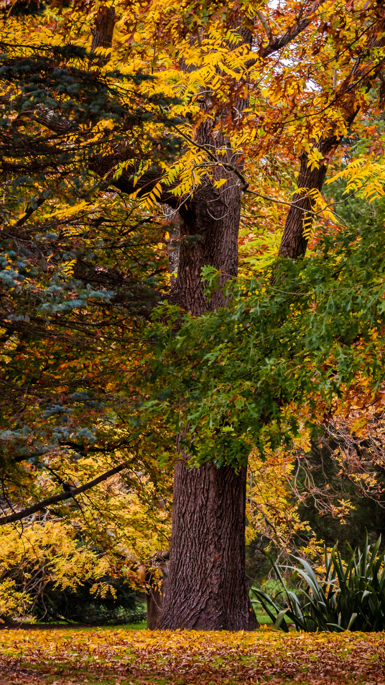 Yellow and Brown Trees on Green Grass Field During Daytime. Wallpaper in 750x1334 Resolution