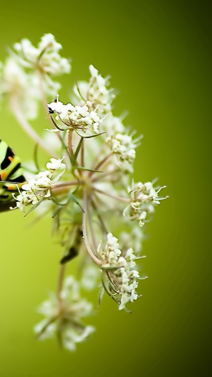 Green and Black Caterpillar on White Flower. Wallpaper in 720x1280 Resolution