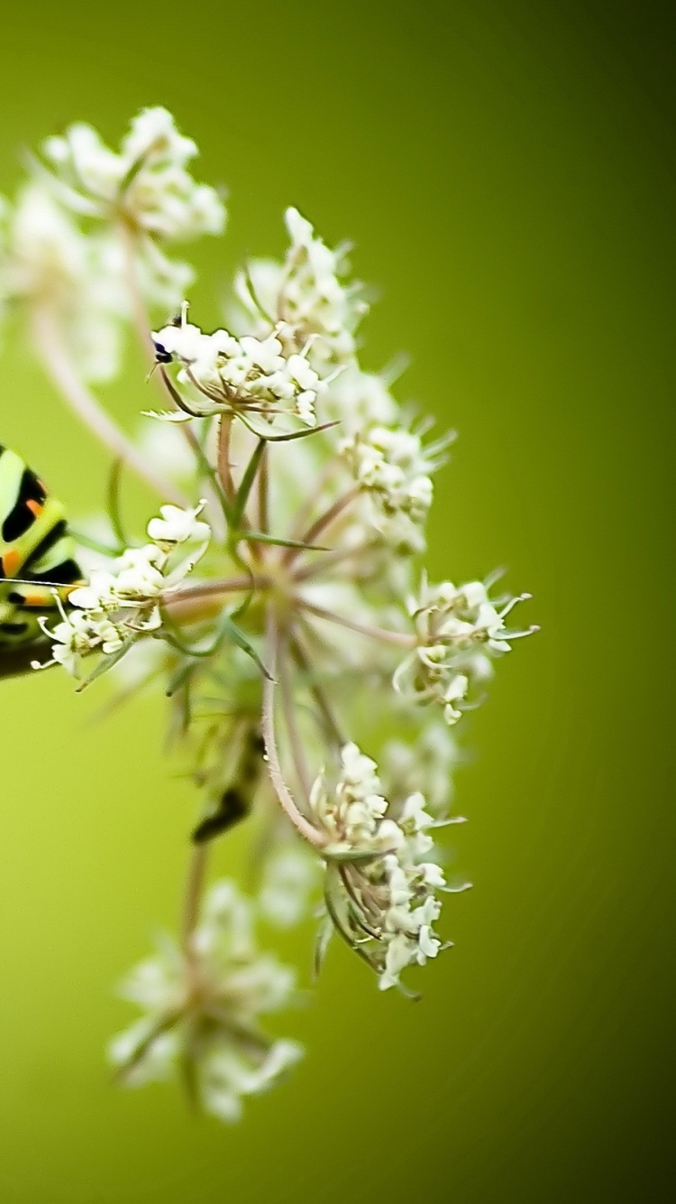 Green and Black Caterpillar on White Flower. Wallpaper in 750x1334 Resolution