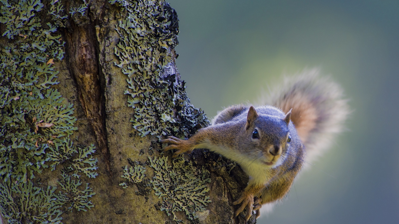 Brown Squirrel on Brown Tree Branch. Wallpaper in 1280x720 Resolution