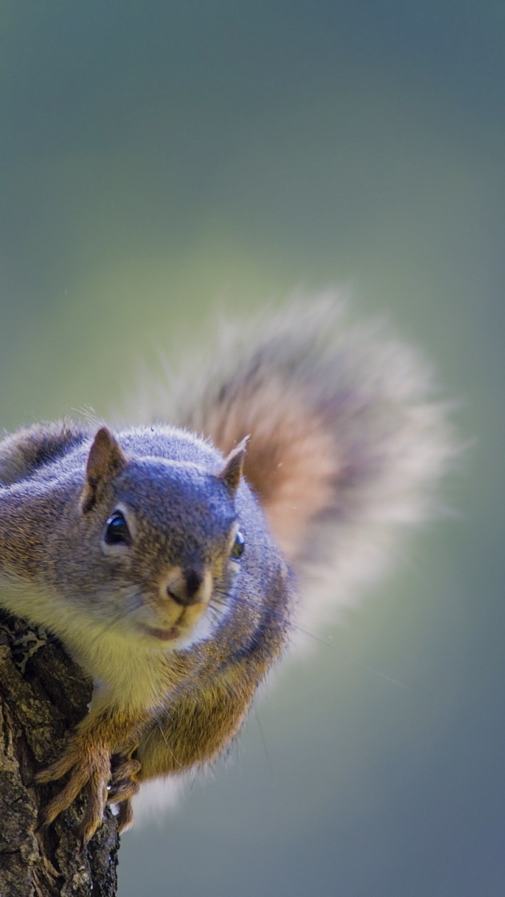 Brown Squirrel on Brown Tree Branch. Wallpaper in 720x1280 Resolution