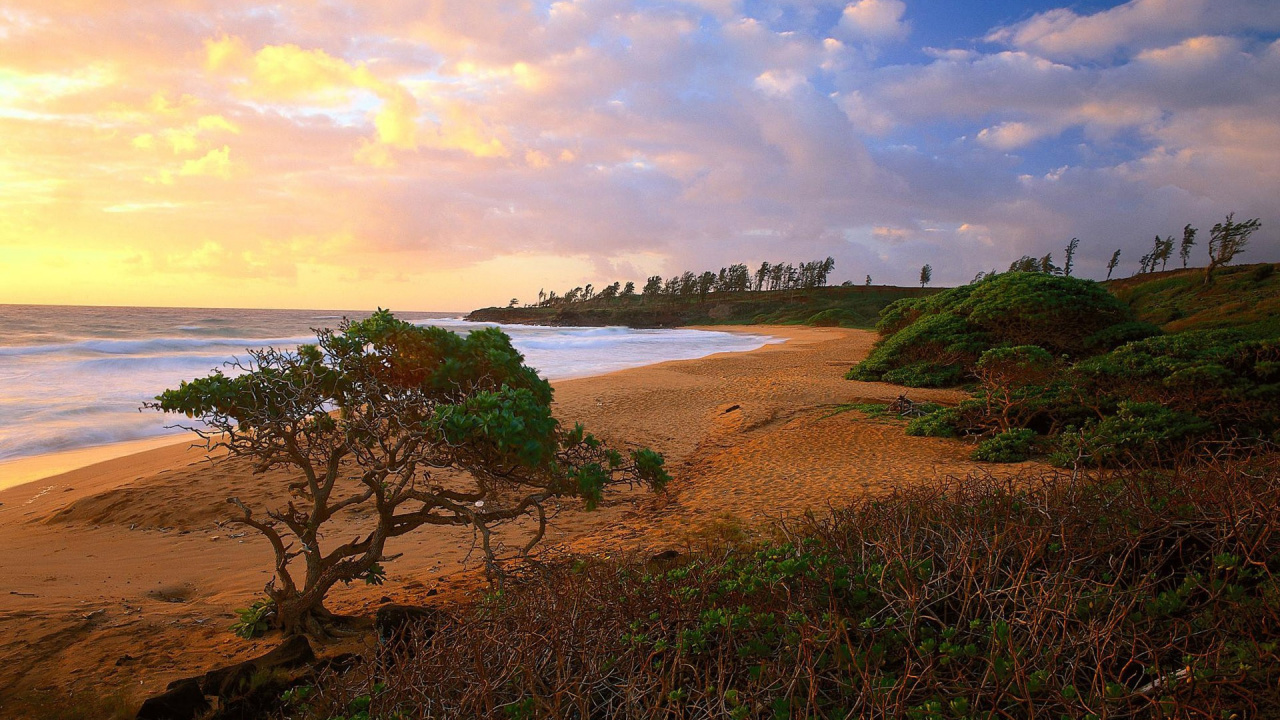 Green Trees on Brown Sand Near Body of Water During Daytime. Wallpaper in 1280x720 Resolution