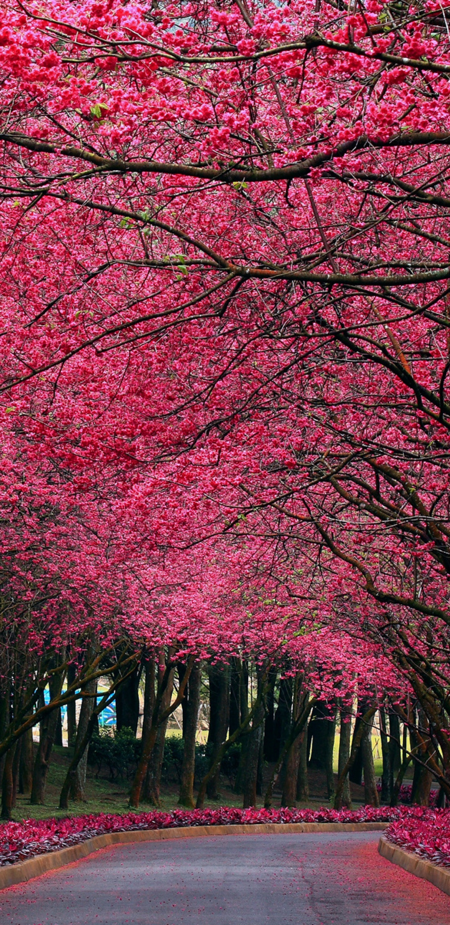 Red Leaf Trees Beside Road During Daytime. Wallpaper in 1440x2960 Resolution