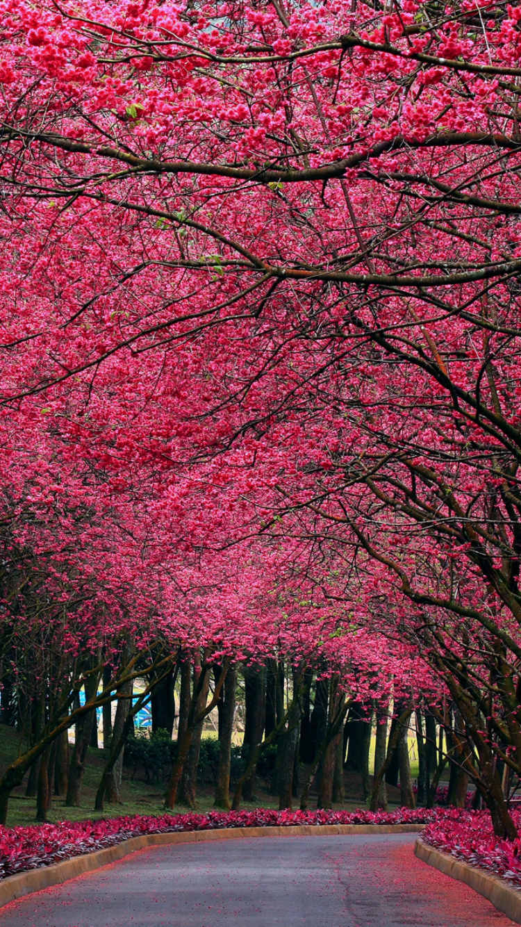 Red Leaf Trees Beside Road During Daytime. Wallpaper in 750x1334 Resolution