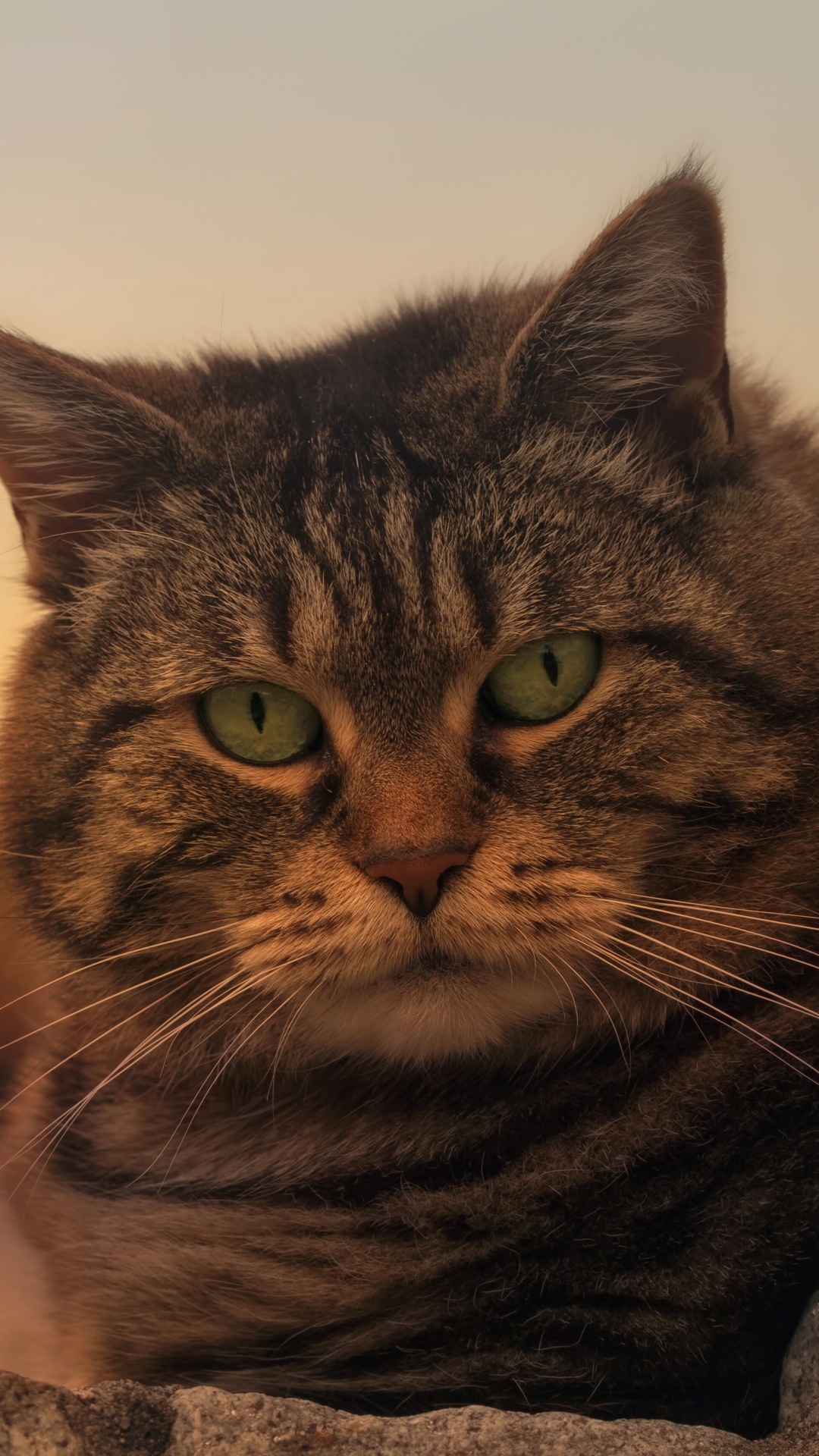 Brown Tabby Cat on Gray Concrete. Wallpaper in 1080x1920 Resolution