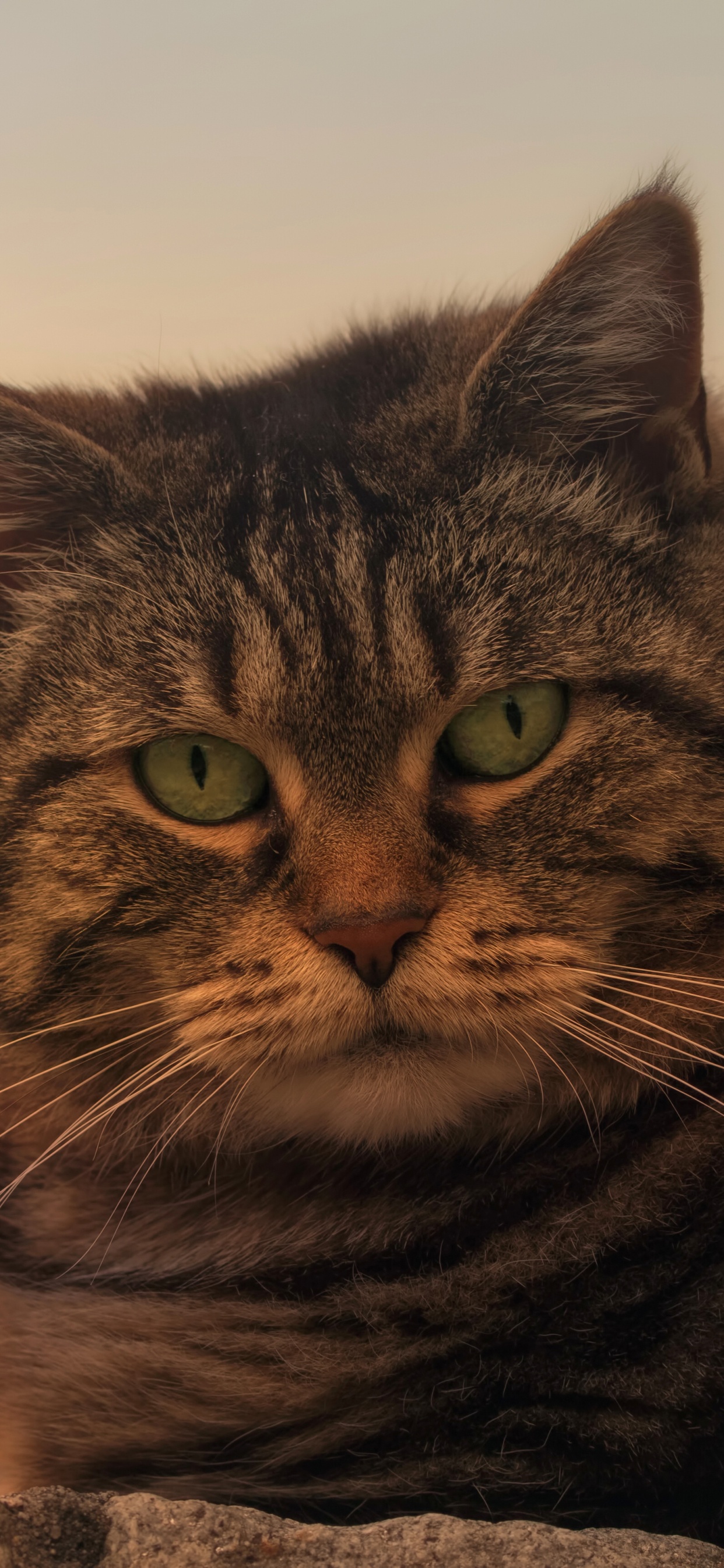 Brown Tabby Cat on Gray Concrete. Wallpaper in 1242x2688 Resolution