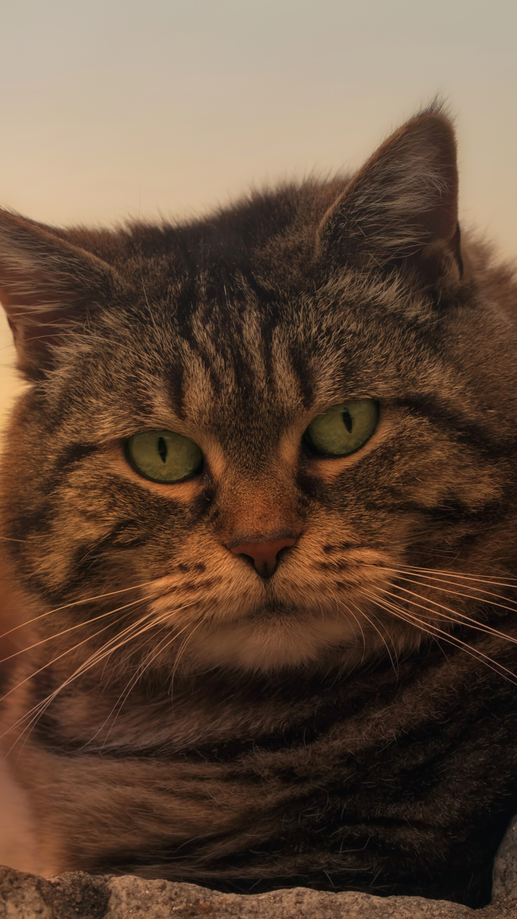 Braun Getigerte Katze Auf Grauem Beton. Wallpaper in 750x1334 Resolution