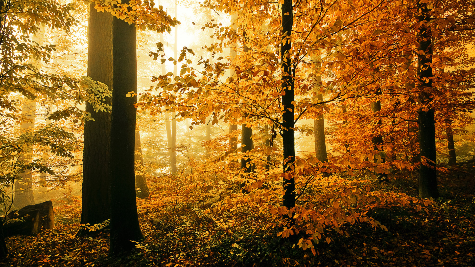 Brown Trees Near Body of Water During Daytime. Wallpaper in 1920x1080 Resolution