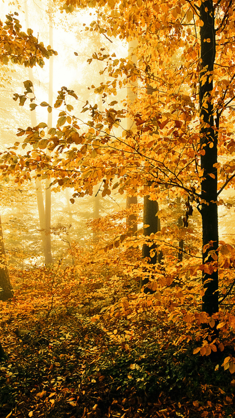 Brown Trees Near Body of Water During Daytime. Wallpaper in 750x1334 Resolution