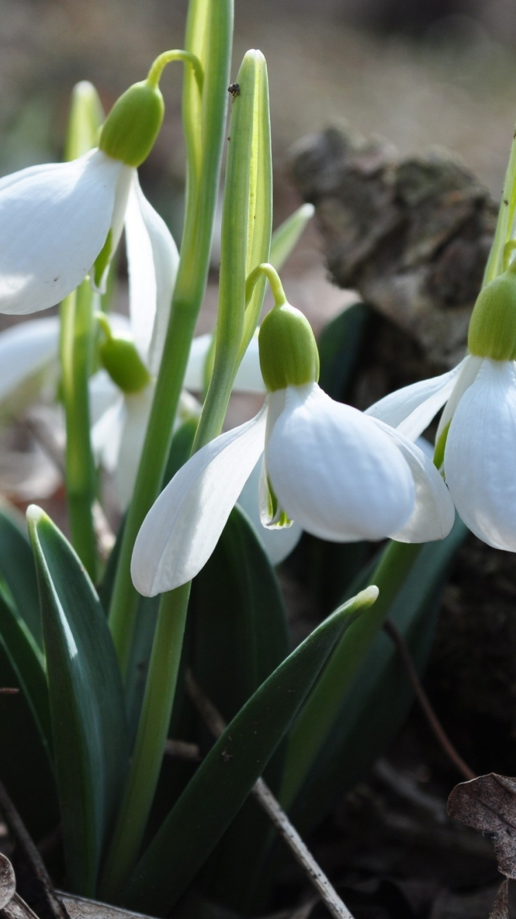 Plante Blanche et Verte Sur Sol Brun. Wallpaper in 750x1334 Resolution
