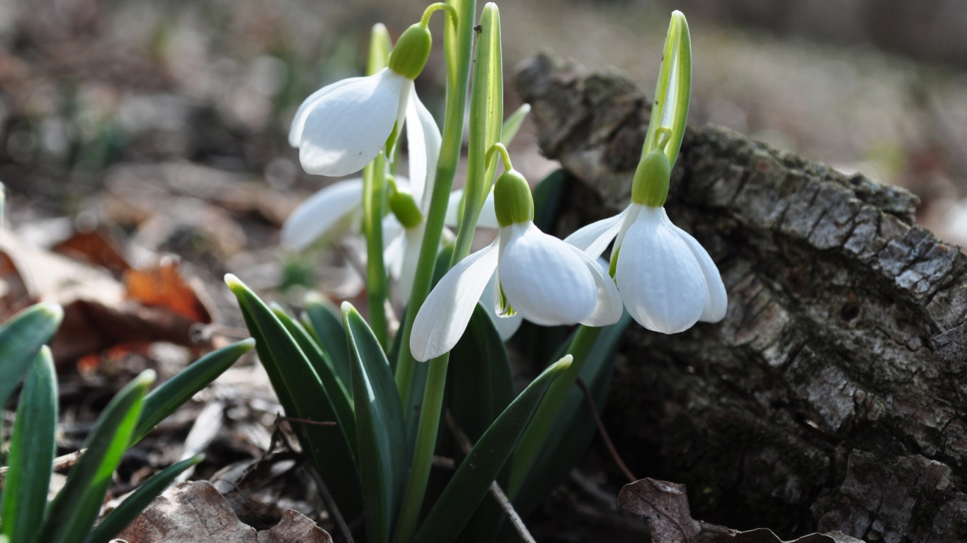 White and Green Plant on Brown Soil. Wallpaper in 1366x768 Resolution