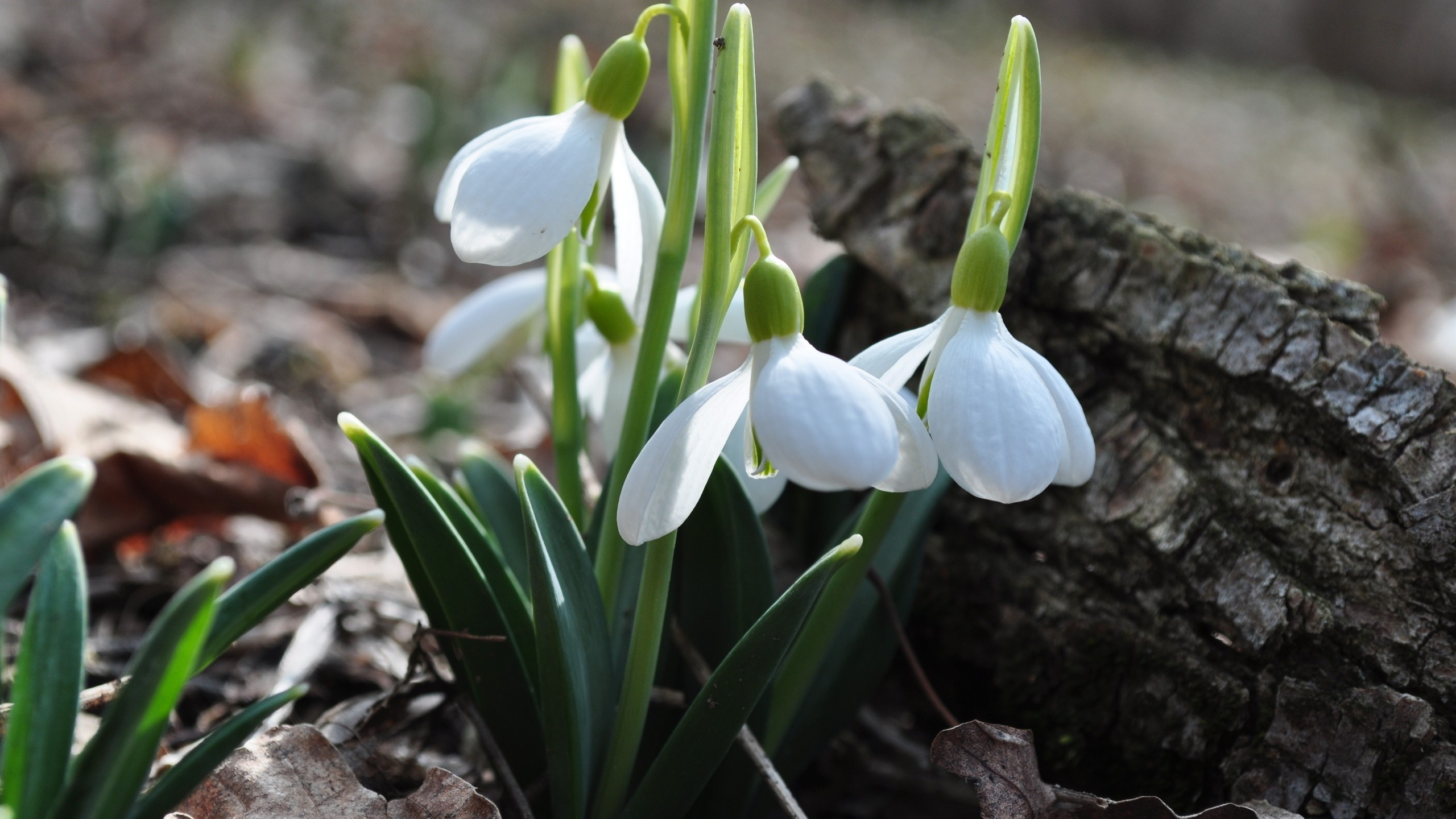 White and Green Plant on Brown Soil. Wallpaper in 2560x1440 Resolution