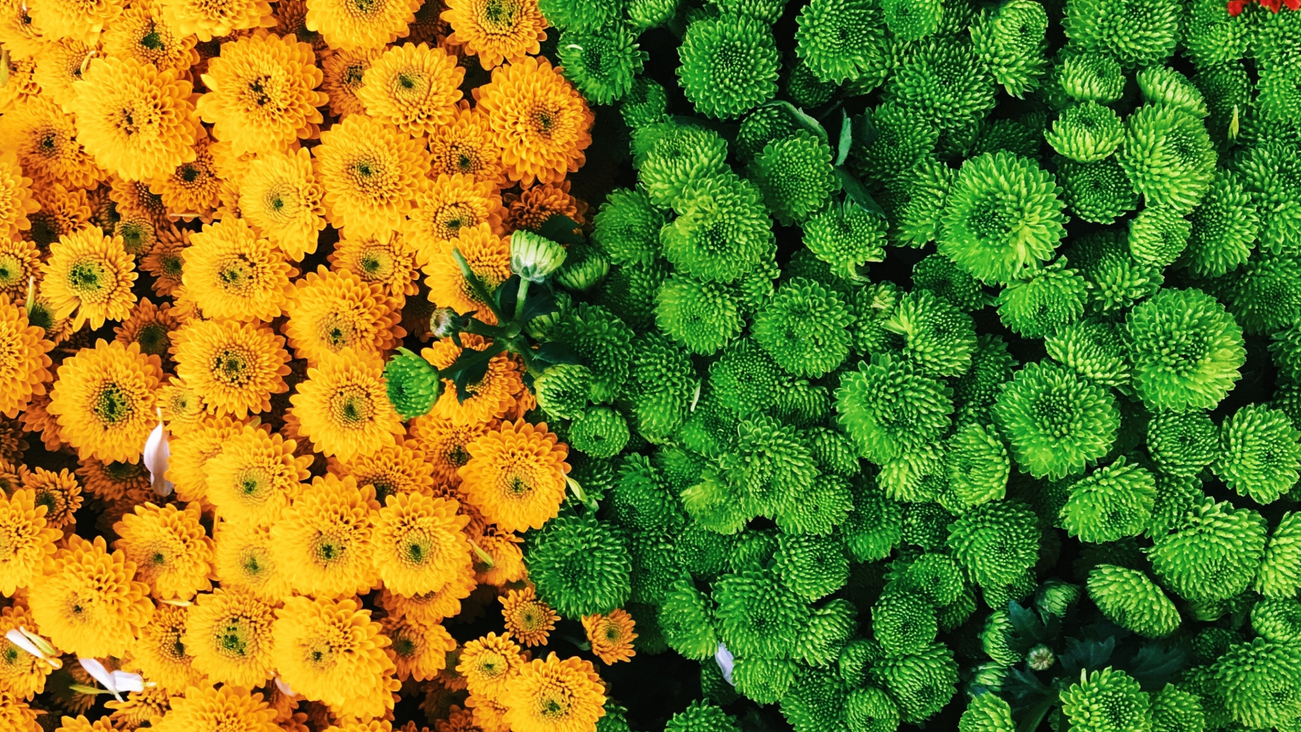 Campo de Flores Amarillas y Verdes. Wallpaper in 2560x1440 Resolution