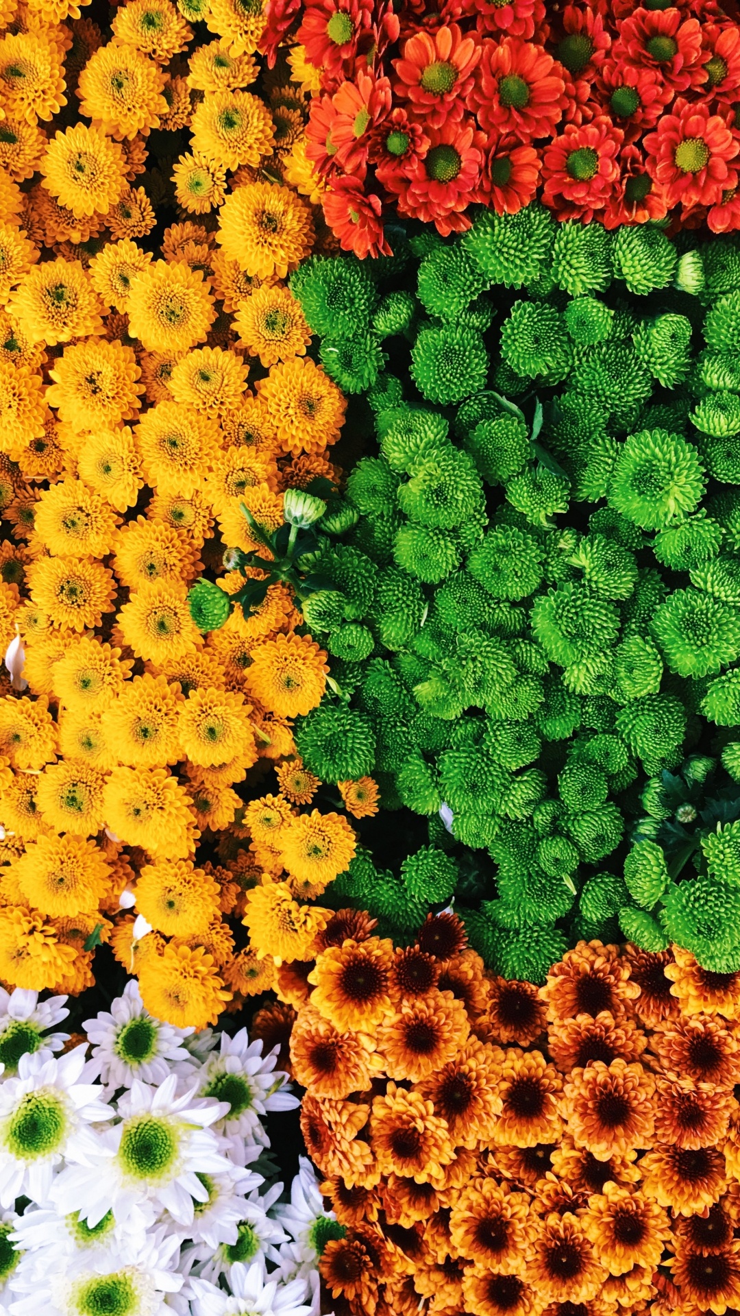 Gelbes Und Grünes Blumenfeld. Wallpaper in 1080x1920 Resolution