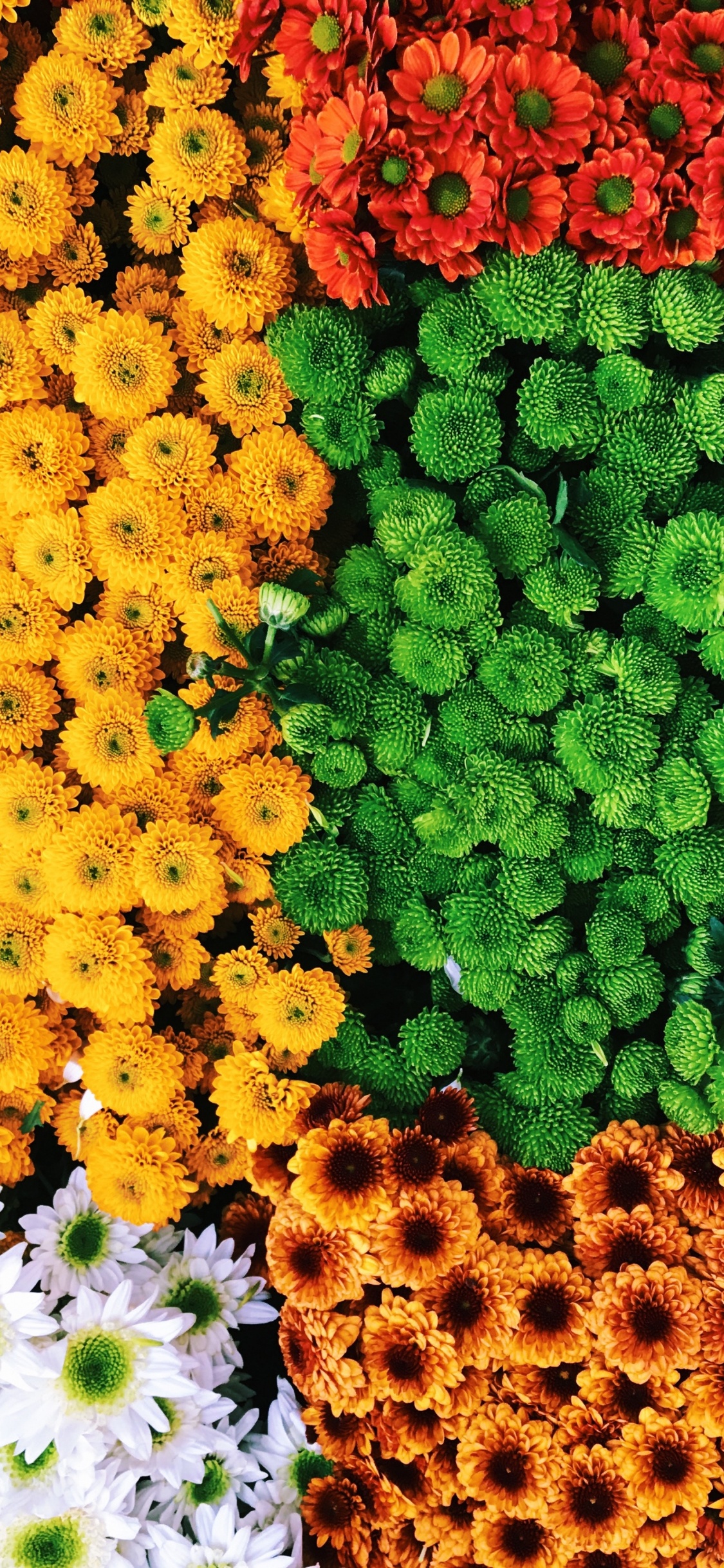 Gelbes Und Grünes Blumenfeld. Wallpaper in 1125x2436 Resolution