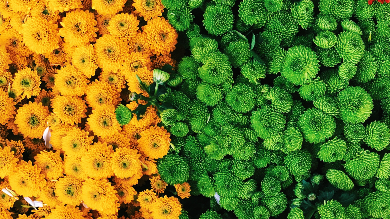 Champ de Fleurs Jaunes et Vertes. Wallpaper in 1280x720 Resolution