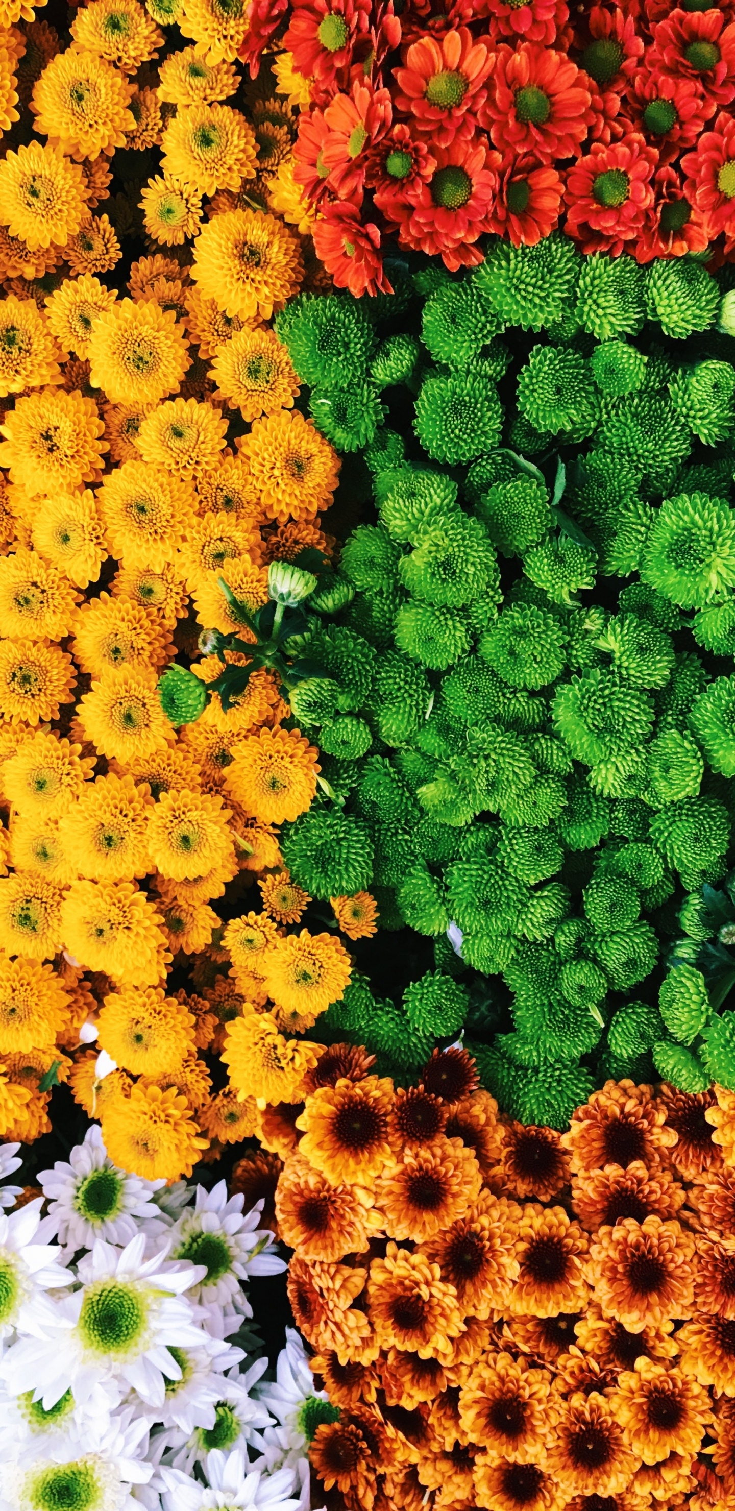 Champ de Fleurs Jaunes et Vertes. Wallpaper in 1440x2960 Resolution
