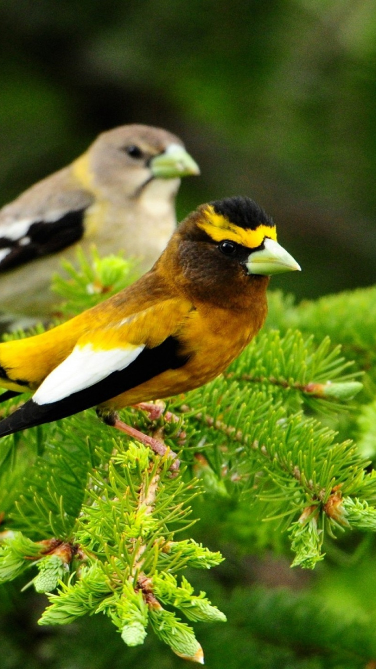 Yellow and Black Bird on Green Plant. Wallpaper in 750x1334 Resolution