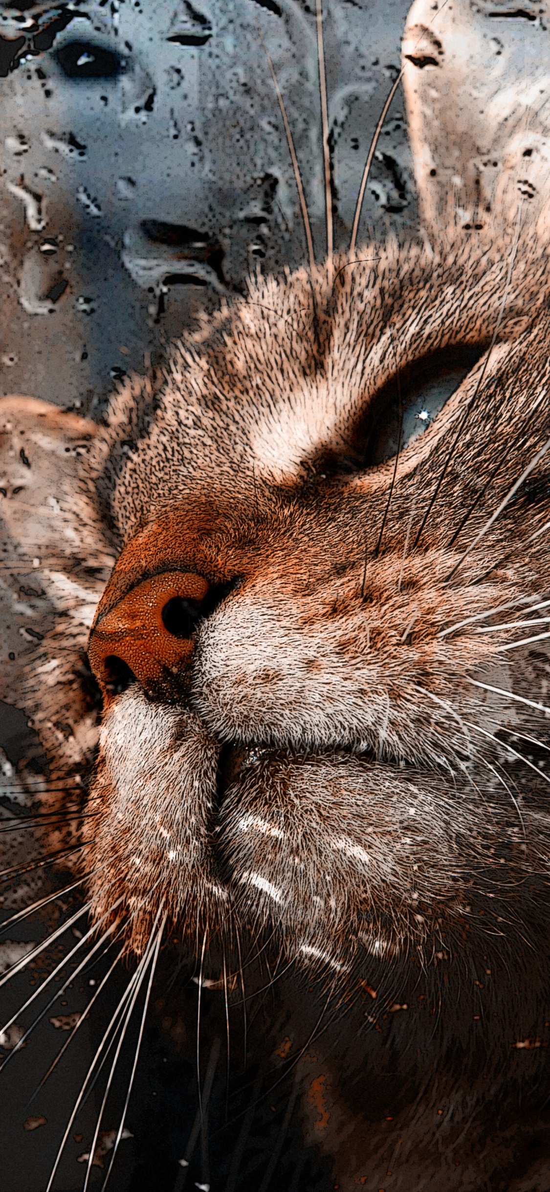 Gato Atigrado Marrón en el Agua. Wallpaper in 1125x2436 Resolution