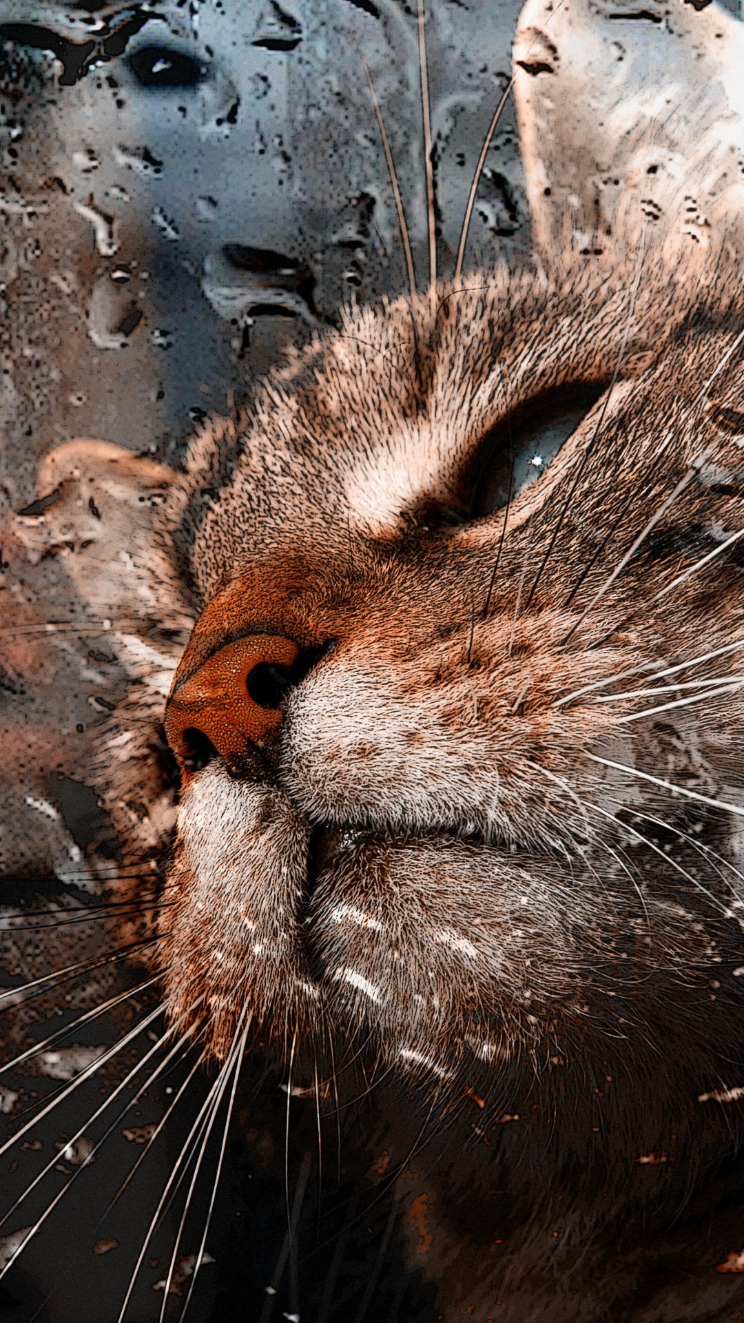 Brown Tabby Cat in Water. Wallpaper in 1080x1920 Resolution