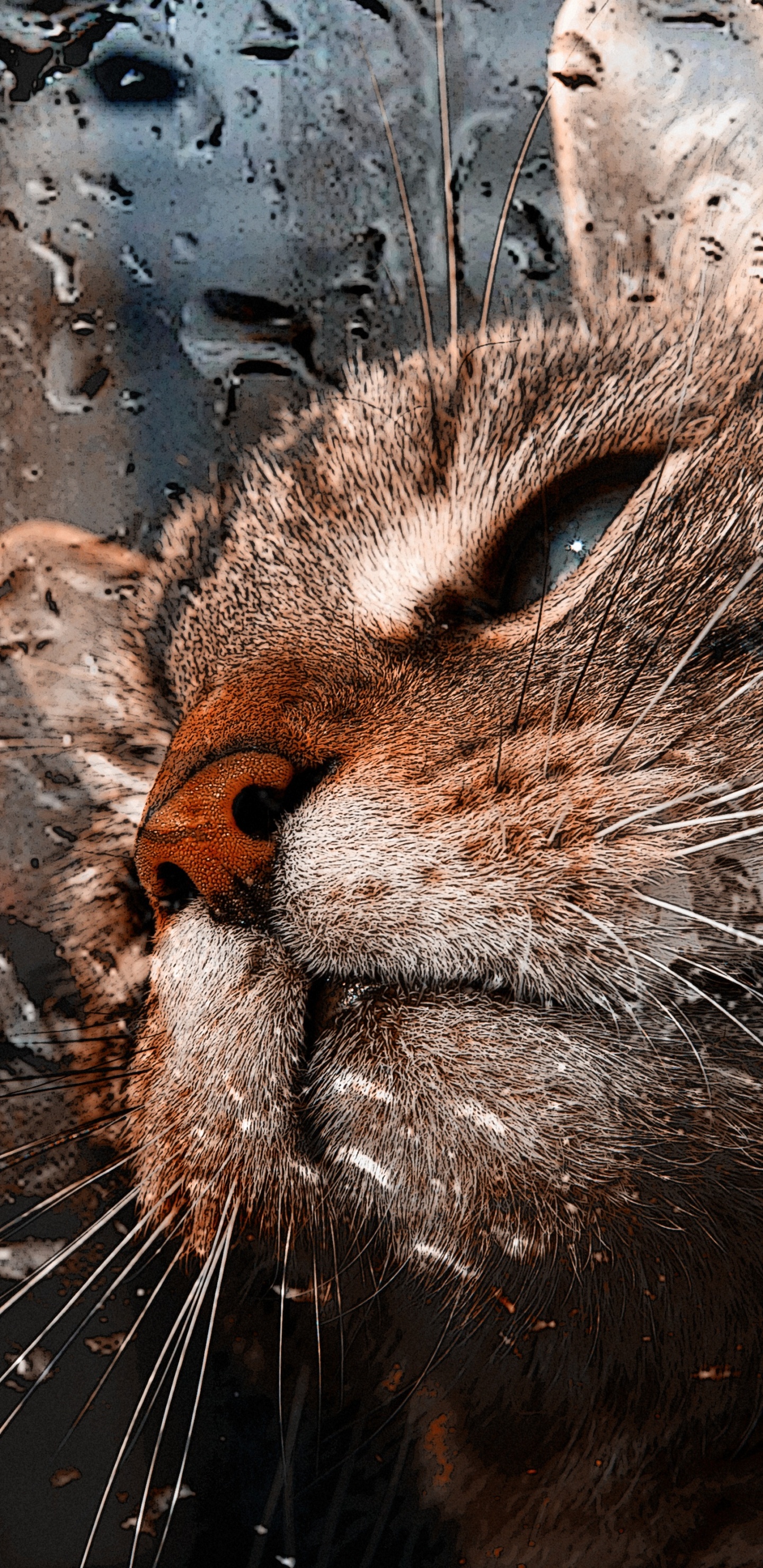 Brown Tabby Cat in Water. Wallpaper in 1440x2960 Resolution