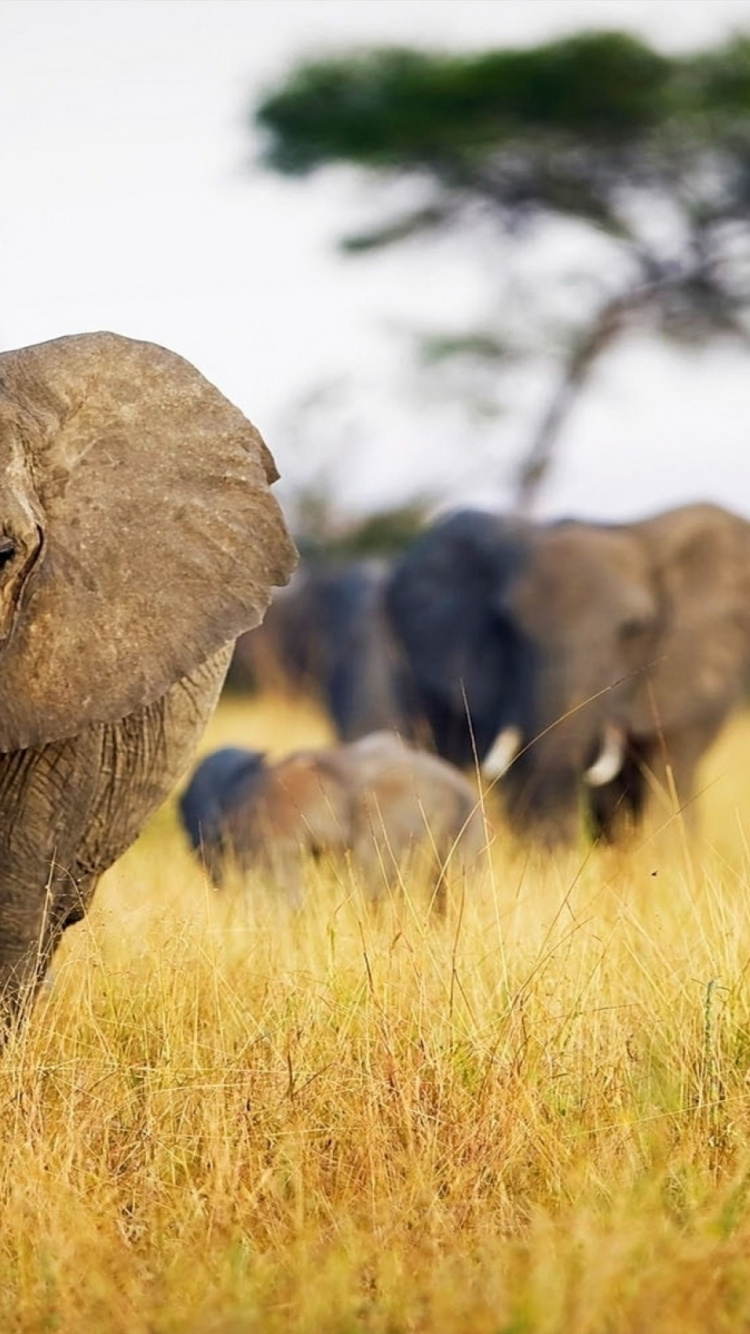 Gray Elephant on Brown Grass Field During Daytime. Wallpaper in 750x1334 Resolution