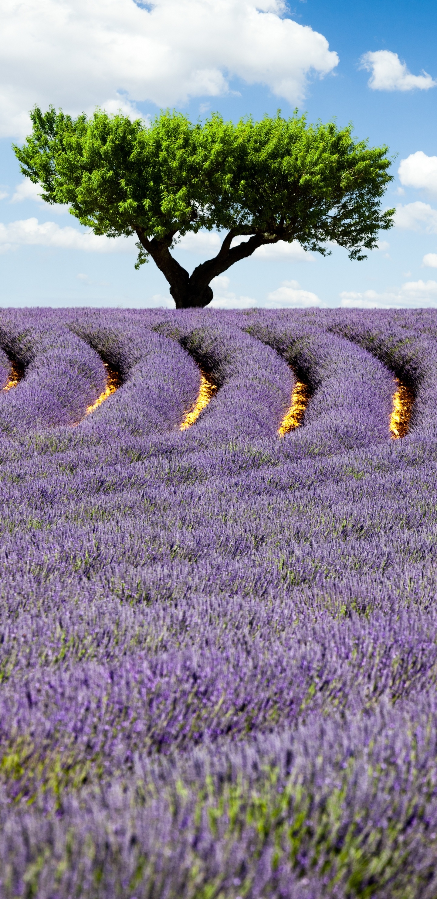 Champ D'herbe Verte Sous Ciel Bleu Pendant la Journée. Wallpaper in 1440x2960 Resolution