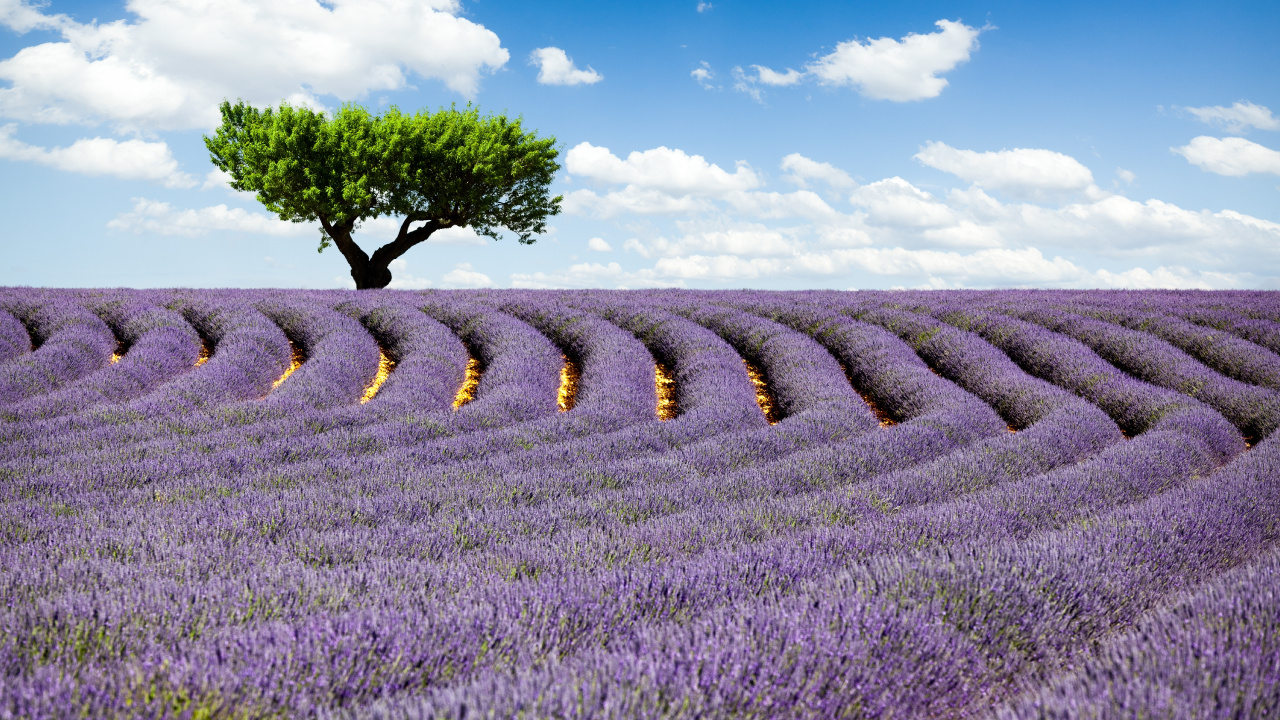 Green Grass Field Under Blue Sky During Daytime. Wallpaper in 1280x720 Resolution