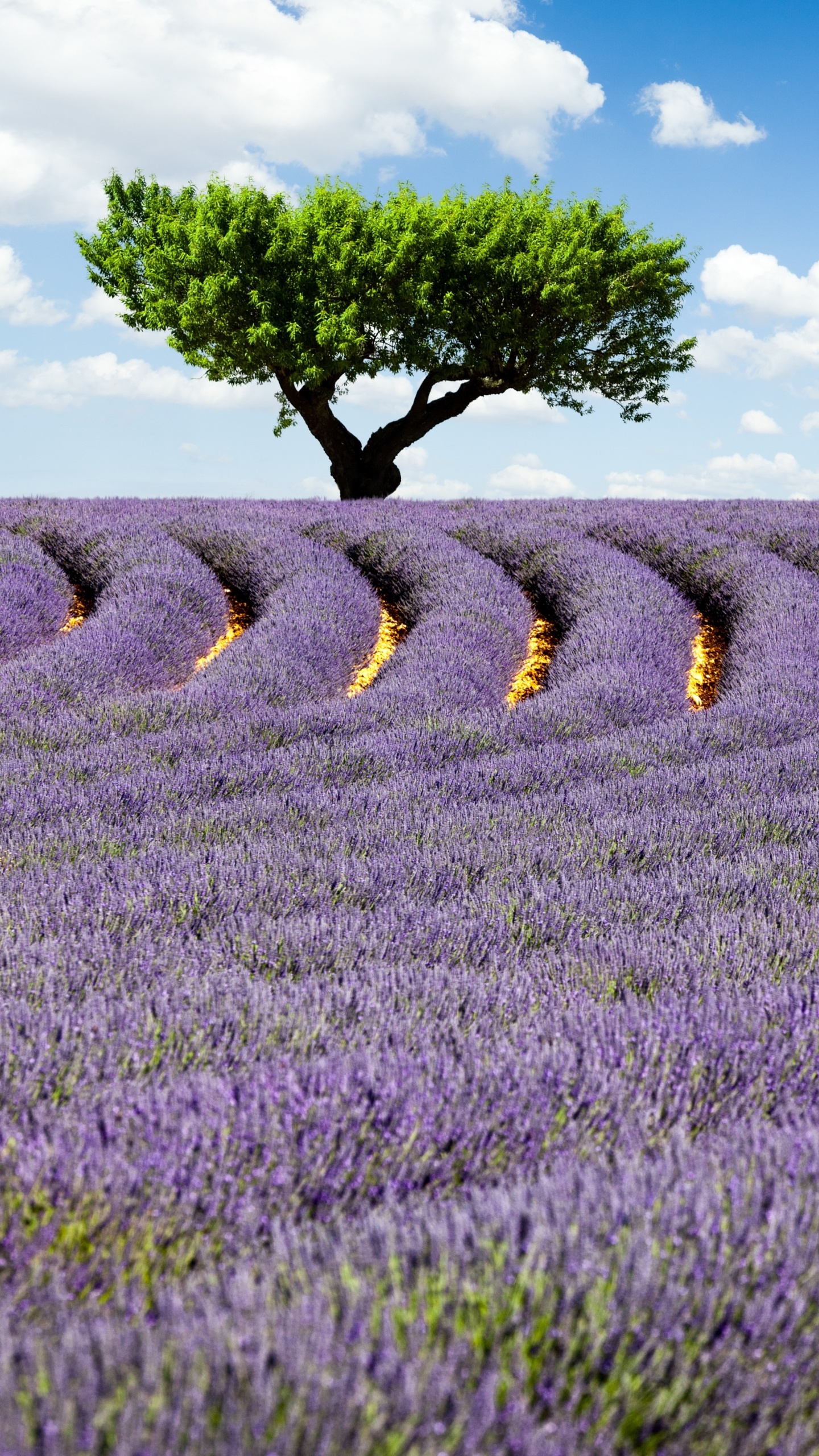 Green Grass Field Under Blue Sky During Daytime. Wallpaper in 1440x2560 Resolution