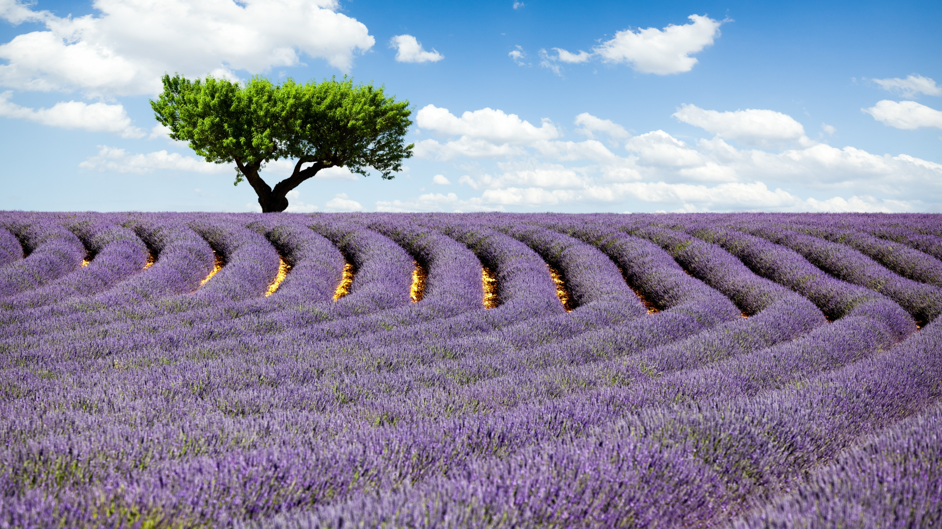 Green Grass Field Under Blue Sky During Daytime. Wallpaper in 1920x1080 Resolution