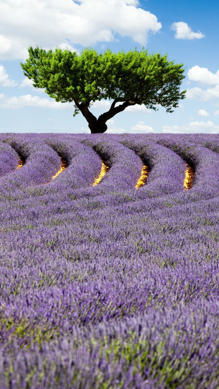 Green Grass Field Under Blue Sky During Daytime. Wallpaper in 750x1334 Resolution