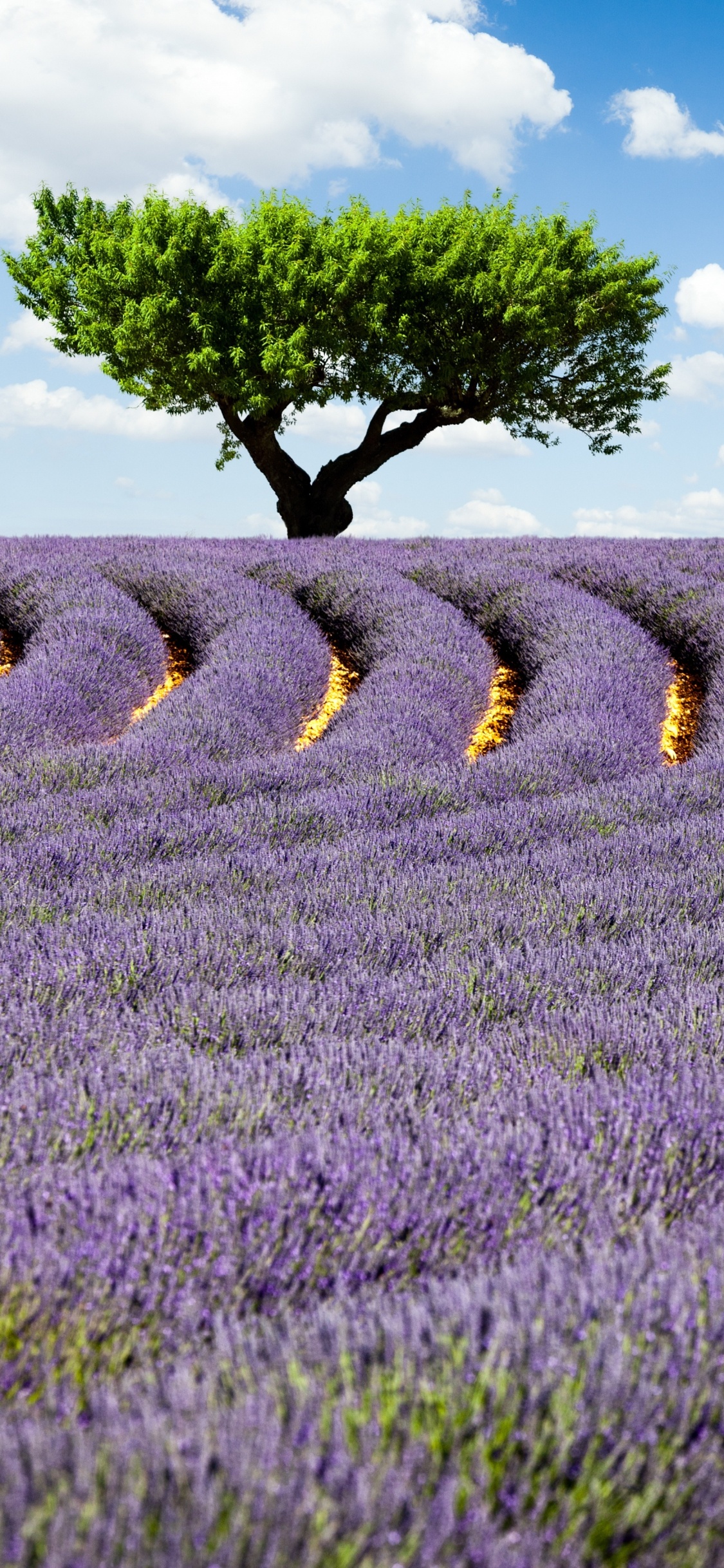 薰衣草, 紫色的, 天空, 库尤卡克（Kuyucak Ky）, 农作物 壁纸 1125x2436 允许