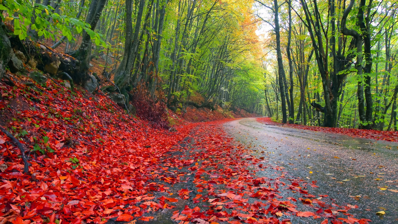 Hojas Rojas en la Carretera Entre Árboles Verdes Durante el Día. Wallpaper in 1280x720 Resolution