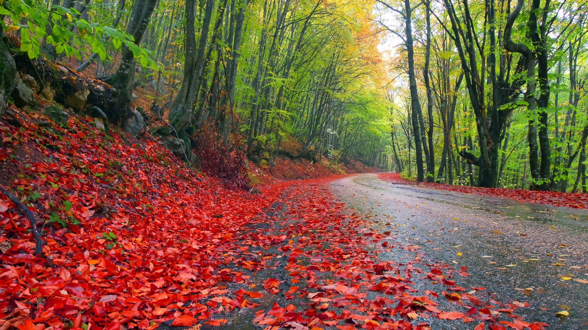Feuilles Rouges Sur la Route Entre Les Arbres Verts Pendant la Journée. Wallpaper in 1920x1080 Resolution