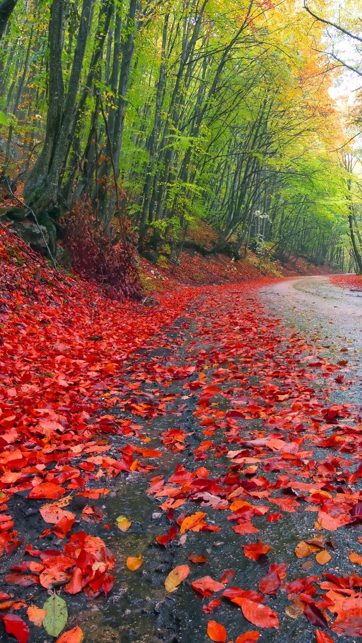Feuilles Rouges Sur la Route Entre Les Arbres Verts Pendant la Journée. Wallpaper in 720x1280 Resolution