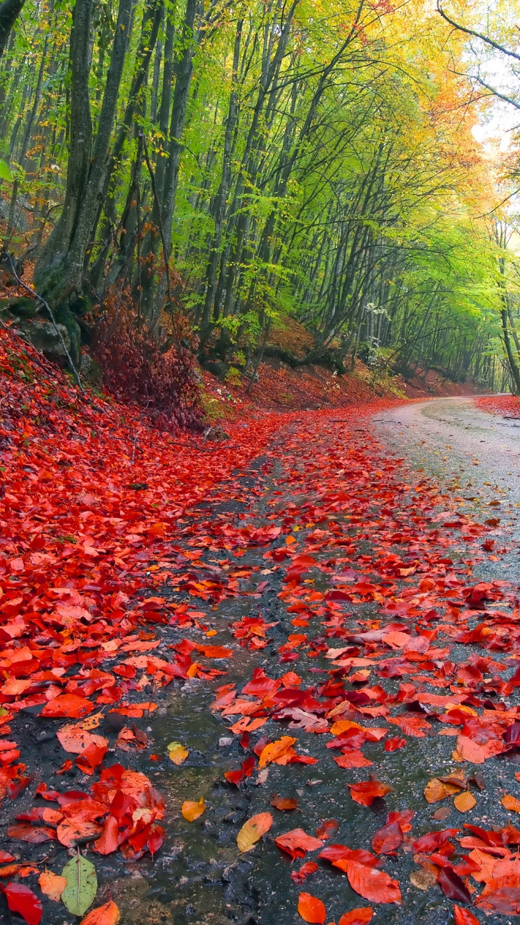 Red Leaves on Road Between Green Trees During Daytime. Wallpaper in 750x1334 Resolution