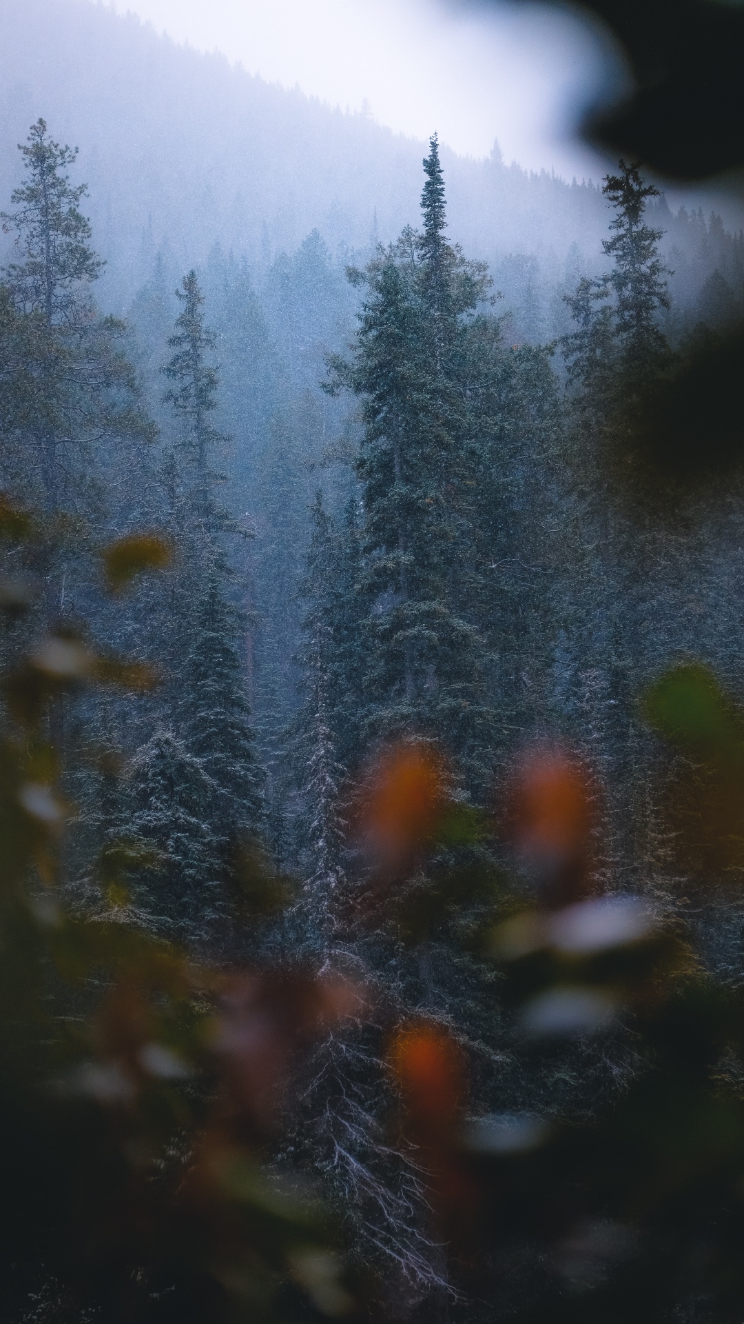 Lärche, Vegetation, Biome, Wildnis, Fichte. Wallpaper in 1080x1920 Resolution