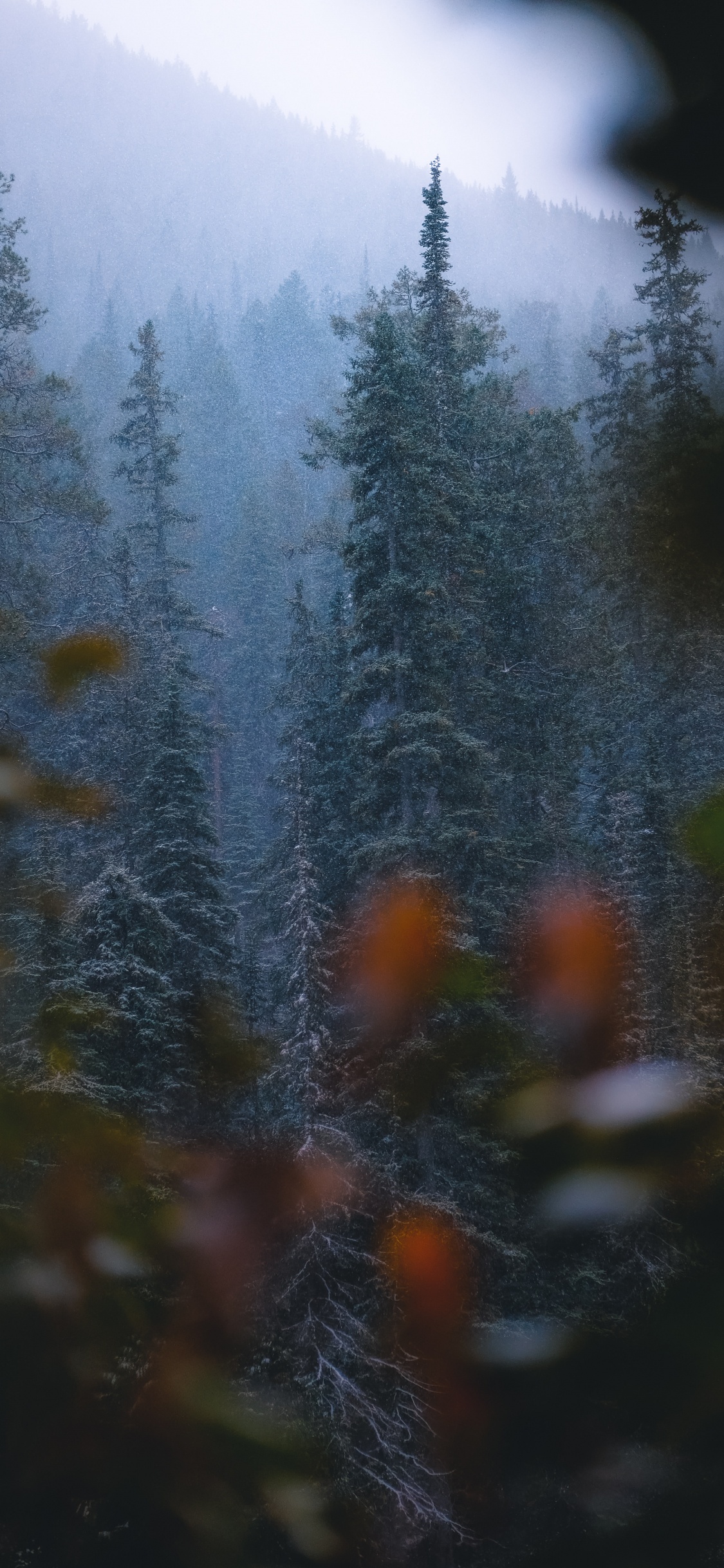 Mélèze, Végétation, Biome, Spruce, Sapin. Wallpaper in 1125x2436 Resolution