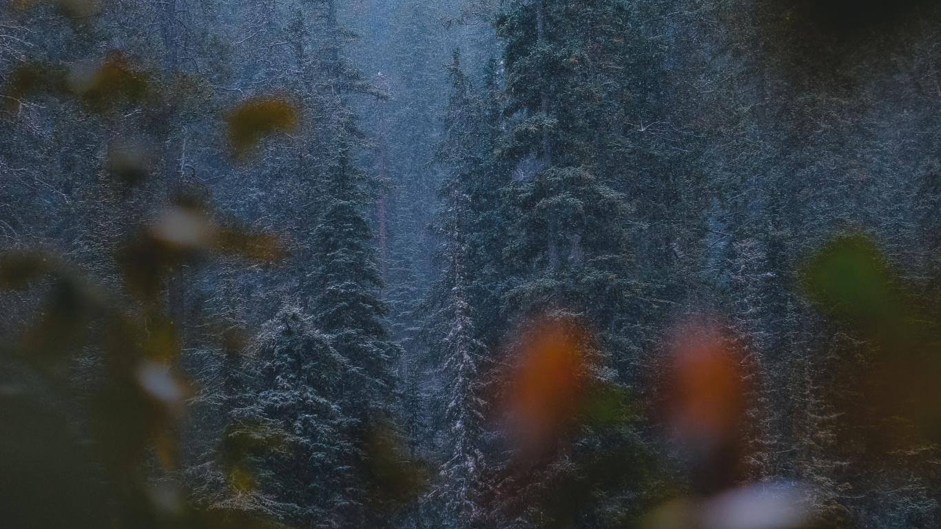 Mélèze, Végétation, Biome, Spruce, Sapin. Wallpaper in 1366x768 Resolution