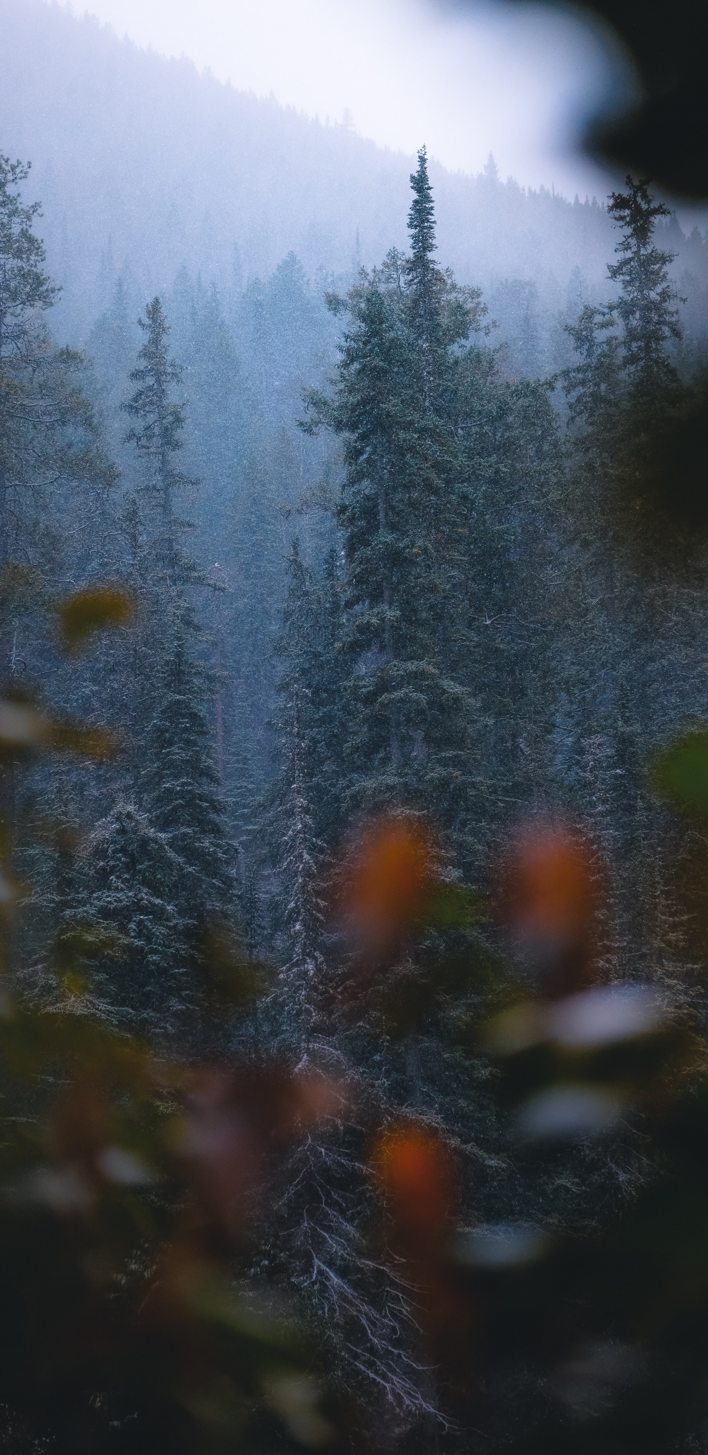 Mélèze, Végétation, Biome, Spruce, Sapin. Wallpaper in 1440x2960 Resolution