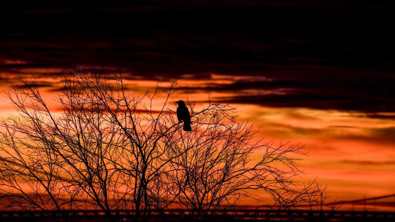 Silhouette Eines Vogels Auf Einem Kahlen Baum Bei Sonnenuntergang. Wallpaper in 1366x768 Resolution