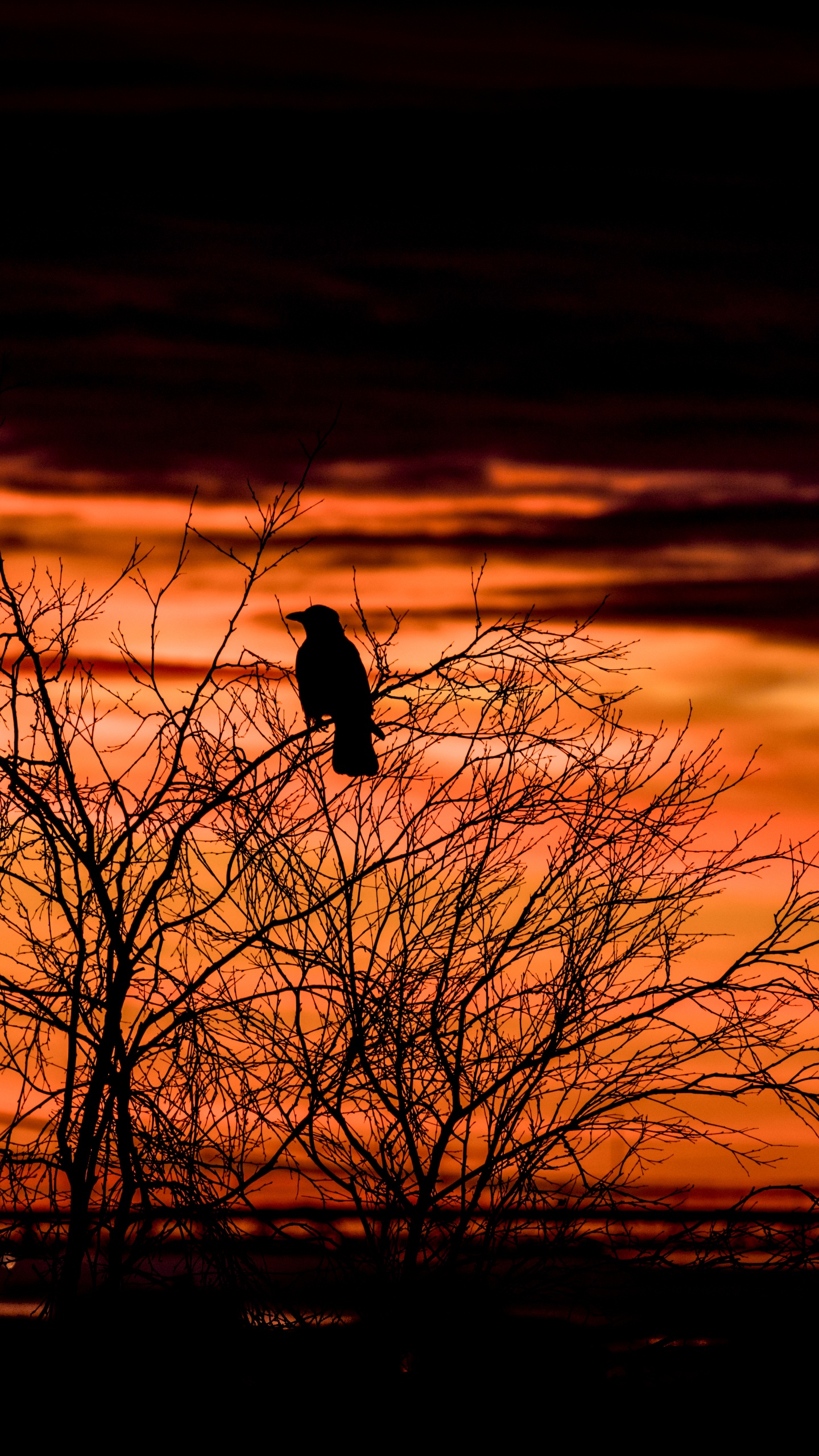 Silhouette Eines Vogels Auf Einem Kahlen Baum Bei Sonnenuntergang. Wallpaper in 1440x2560 Resolution