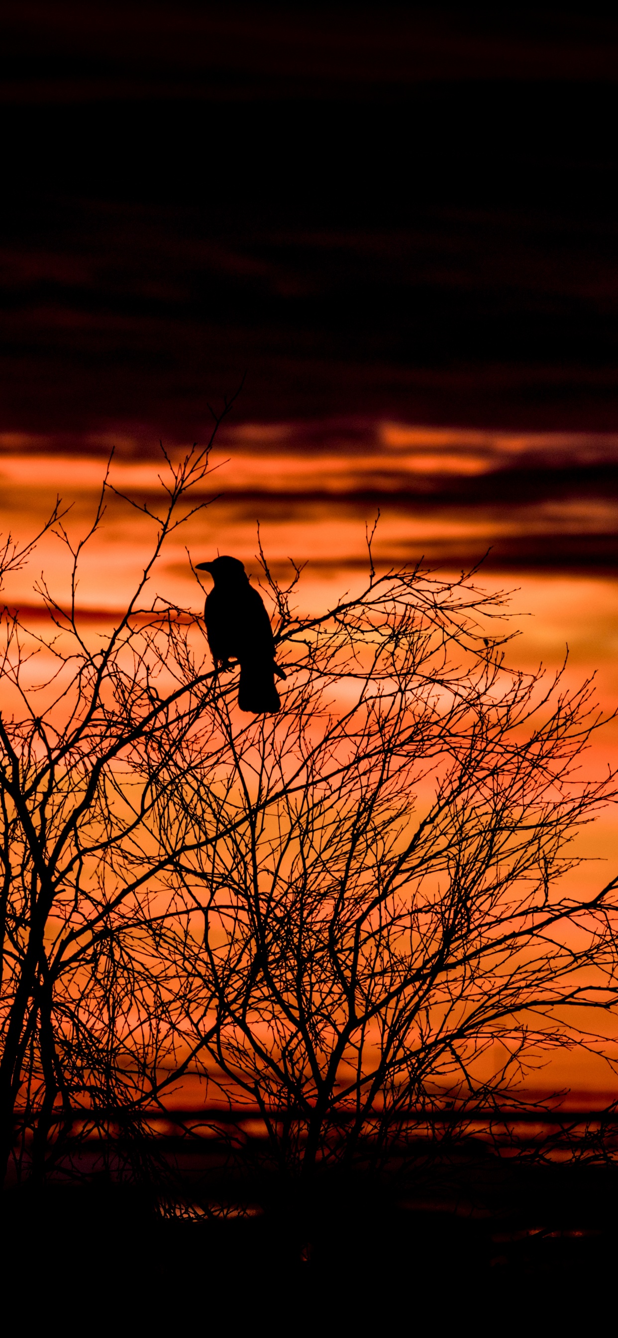 Silhouette D'oiseau Sur Arbre nu Pendant le Coucher du Soleil. Wallpaper in 1242x2688 Resolution