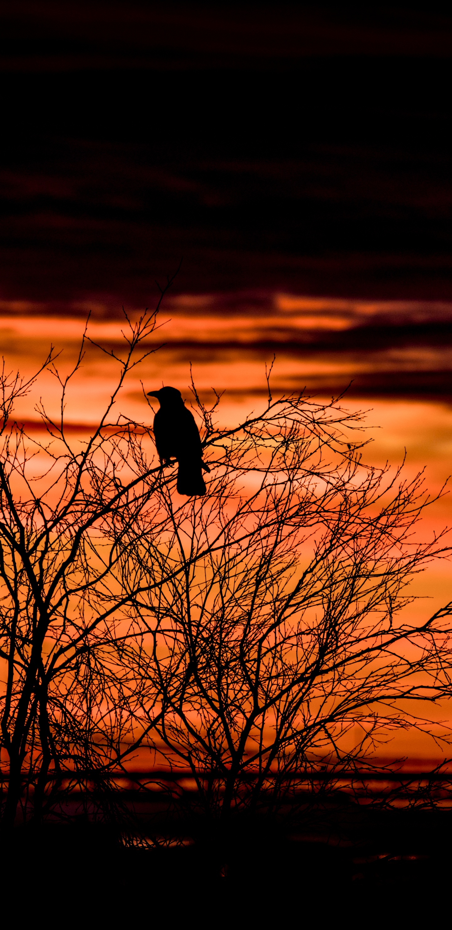 Silhouette D'oiseau Sur Arbre nu Pendant le Coucher du Soleil. Wallpaper in 1440x2960 Resolution