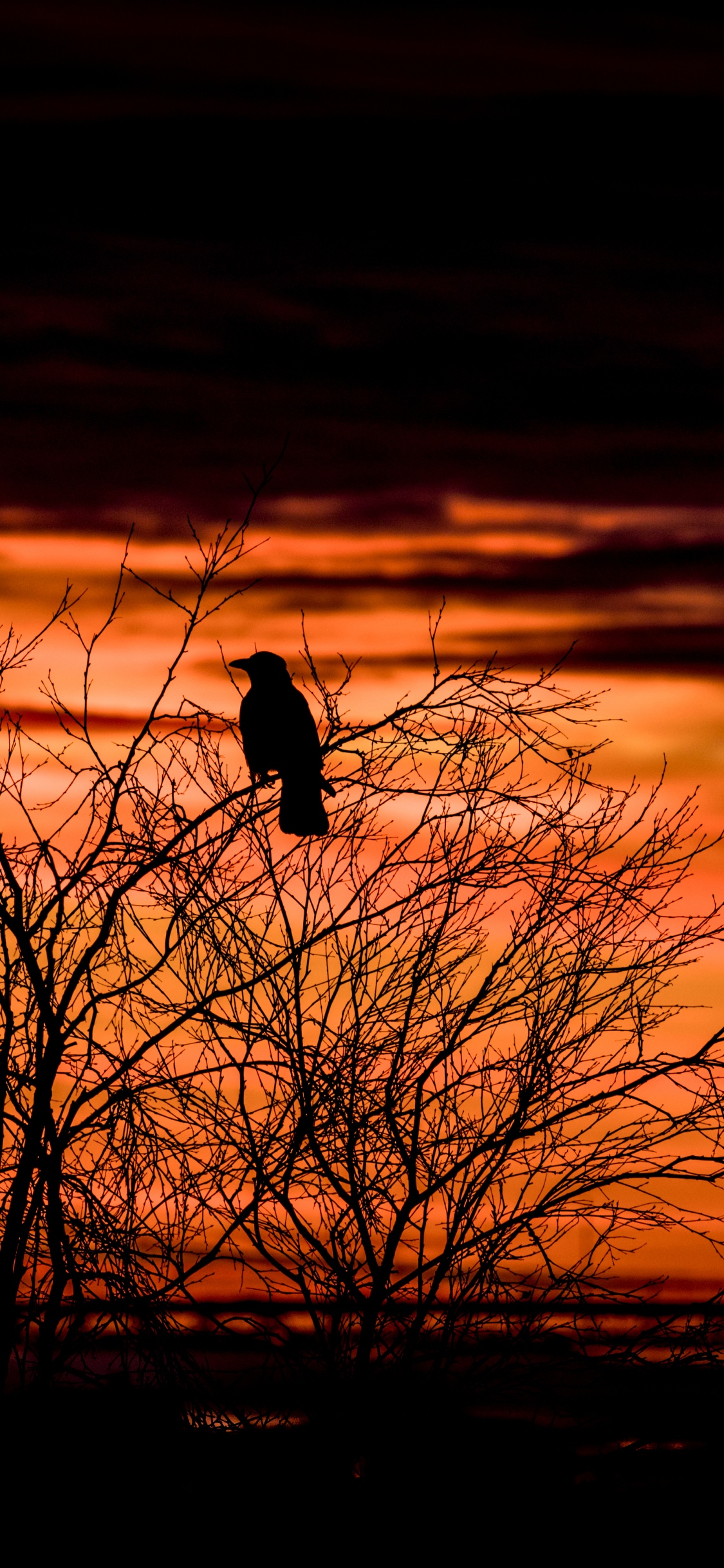 Silhouette of Bird on Bare Tree During Sunset. Wallpaper in 1125x2436 Resolution