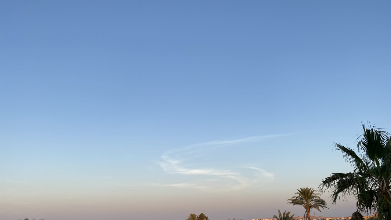 Palm Trees, Science, Biology, Tree, Woody Plant. Wallpaper in 1280x720 Resolution