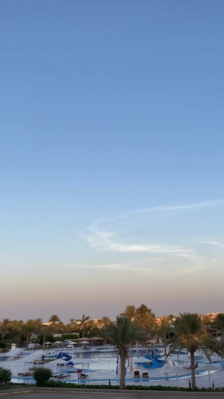 Palm Trees, Science, Biology, Tree, Woody Plant. Wallpaper in 720x1280 Resolution