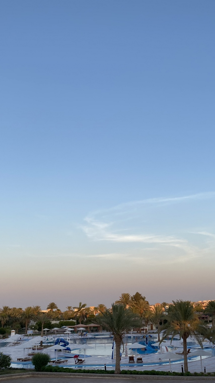 Palmera, Ciencia, Biología, Planta Leñosa, Trópicos. Wallpaper in 750x1334 Resolution