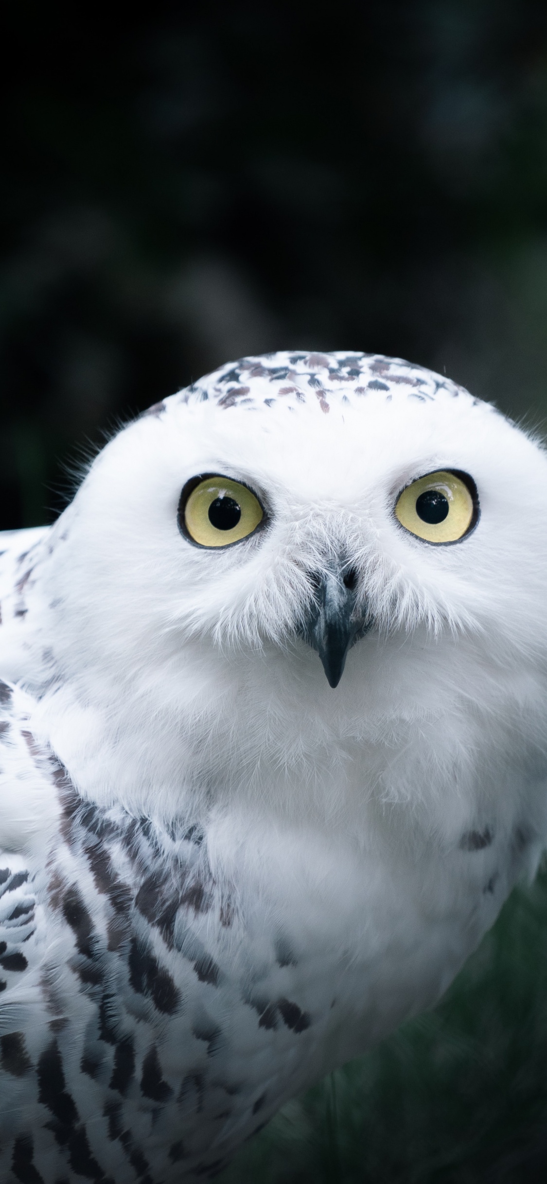 White and Black Owl in Close up Photography. Wallpaper in 1125x2436 Resolution