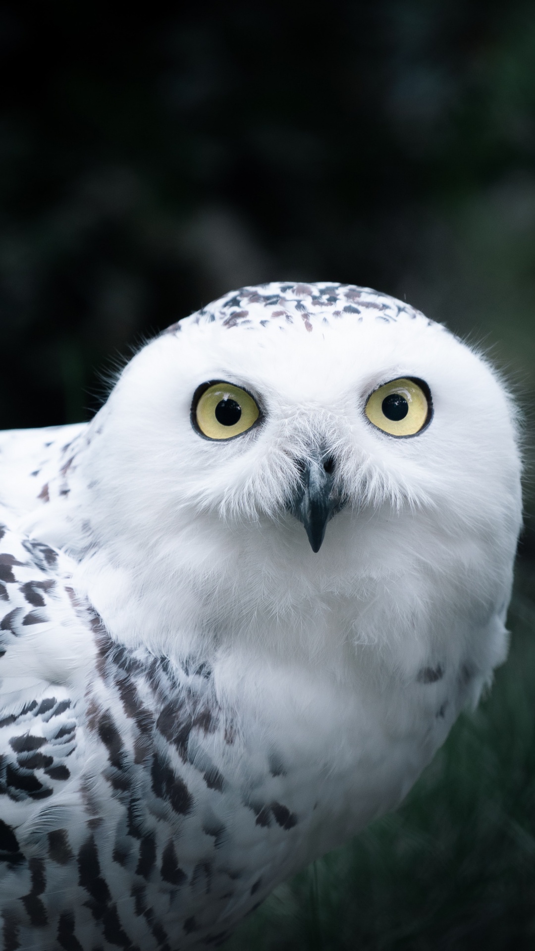 Hibou Blanc et Noir en Photographie Rapprochée. Wallpaper in 1080x1920 Resolution